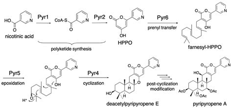 Reconstitution of Polyketide-Derived Meroterpenoid Biosynthetic Pathway ...