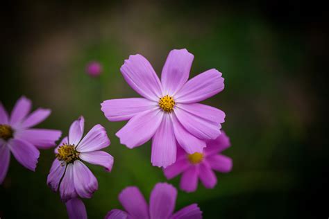 pink, fragility, outdoors, autumn, plant, purple, cosmos flower, pollen ...