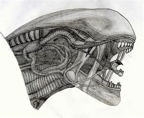 Xenomorph Drawing Tutorial 的图像结果