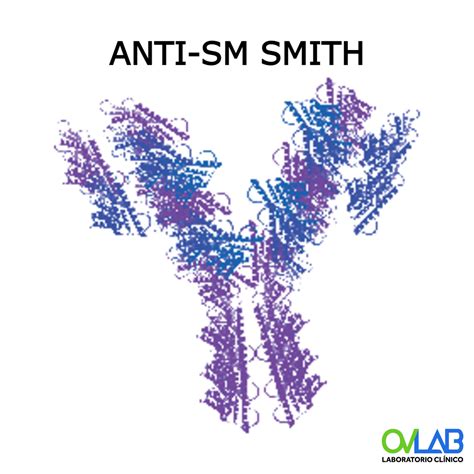 Antibodies Lupus Smith at Joann Finkelstein blog