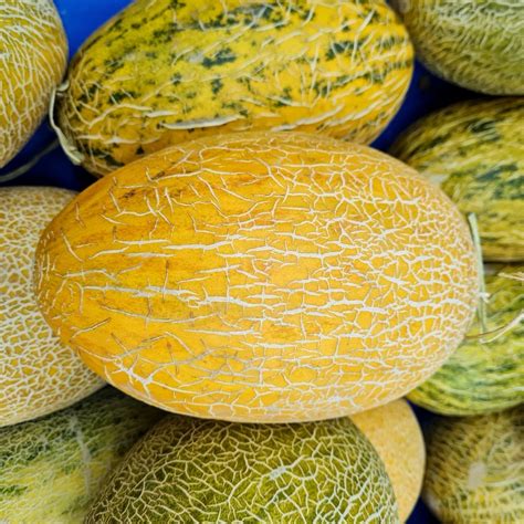 10 Golden Hami Melon Seeds for Garden Planting | EZGrow.sg (SG Stock ...