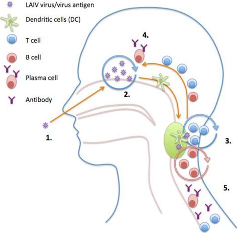 Influenza Vaccination Strategies: Comparing Inactivated and Live Attenuated Influenza Vaccines