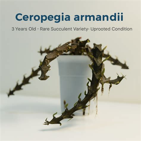 Ceropegia Armandii – Rare Trailing Succulent – Samarth Cactus Nursery