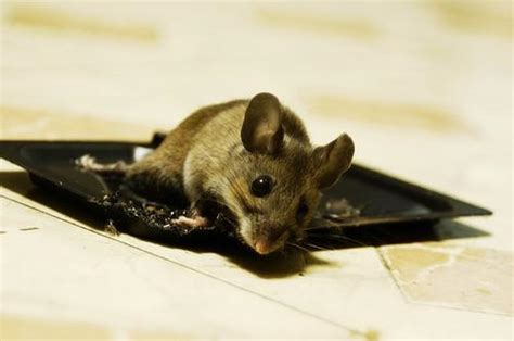 家中有老鼠不要怕！教你加3勺大米，老鼠来多少灭多少，一只不跑 - 知乎