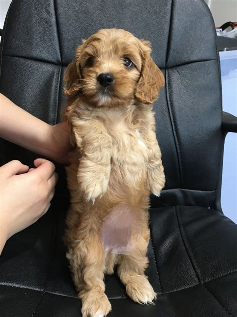 Image result for 30 Pound Cockapoo Dog