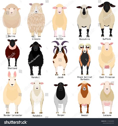 Cute Names For Sheep