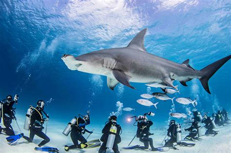 Scuba Diving And Fish at Elaine Hudson blog