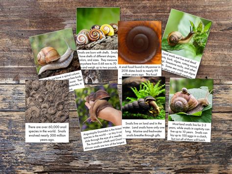 Snail Printables - Snail Fact Cards - Snail Anatomy Poster - Snail Life ...