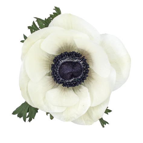 White Anemone - Toronto Bulk Flowers Wholesale Flower | Roses
