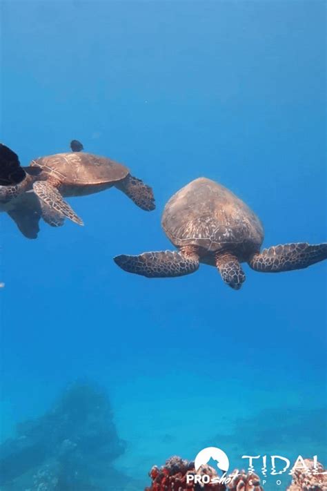 Sea Turtle Fun Facts 的图像结果