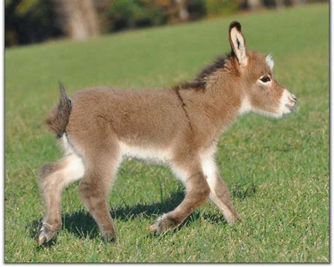 Donkey Baby - Donkeys Wallpaper (25772239) - Fanpop