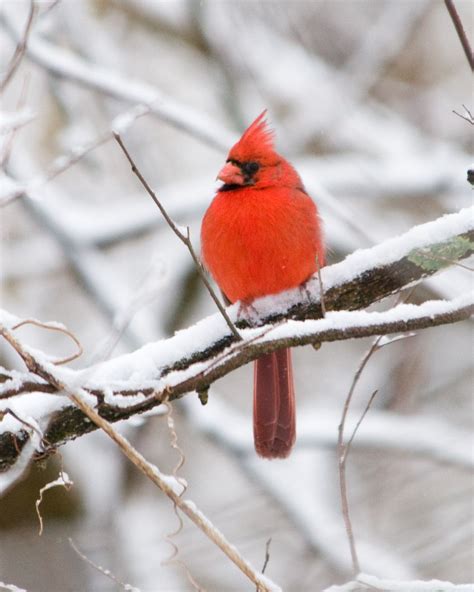 Kentucky State Bird | State birds, Blue jay bird, Bird