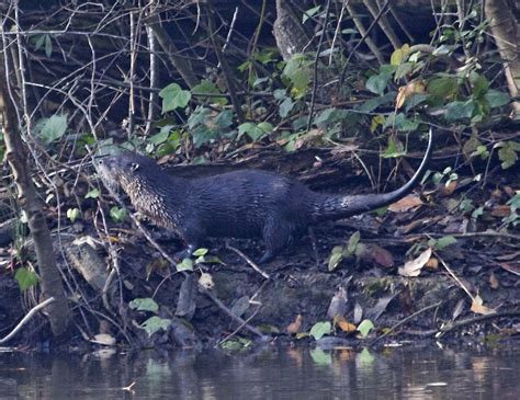 Pictures of Tilden Regional Park