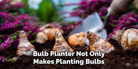 Image result for Using a Bulb Planter