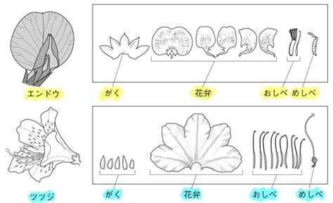 Image result for Alien Letter D