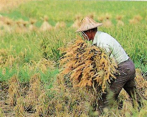 记忆中的农忙丨割稻子、晒谷、耕田、插秧|稻子|插秧|农忙_新浪新闻