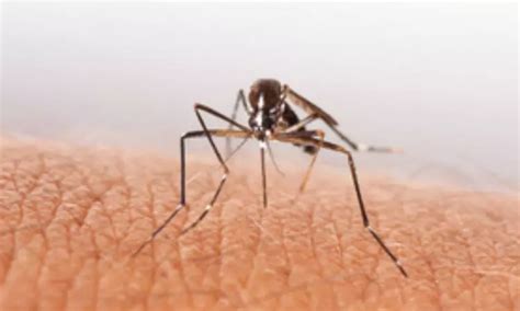 Dengue can seriously affect your brain, nervous system: Doctors