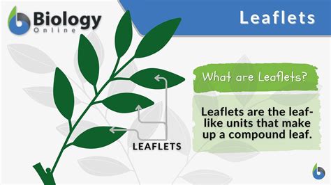 Structure Of A Leaflet - structure of leaflet