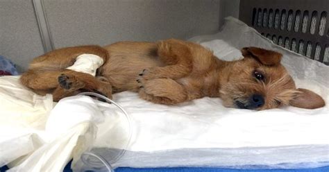 Animal Cruelty At Its Peak [1 min read]