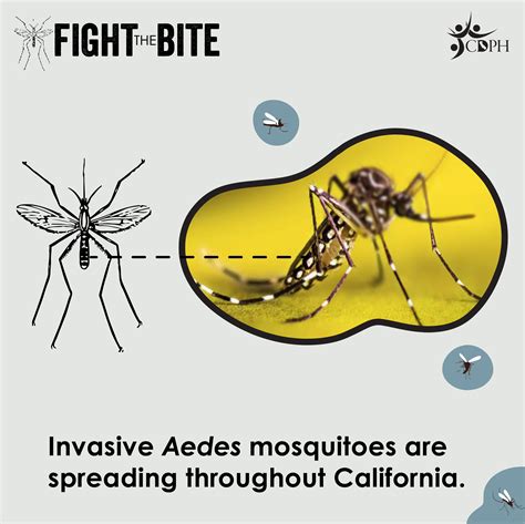Types Of Mosquitoes With Names