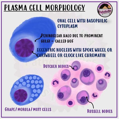 Plasma Cell