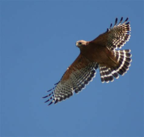 Birds of Westwood: Red-shouldered Hawk