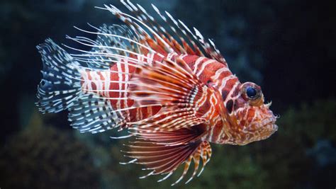 Why Are Lionfish Invasive | Lionfish In The Florida Keys