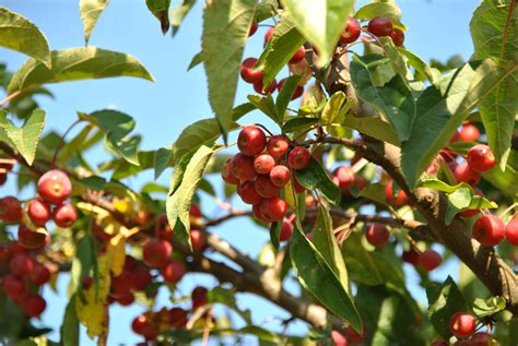 Malus SUGAR TYME ('Sutyzam') | Malus SUGAR TYME ('Sutyzam') - Van den ...