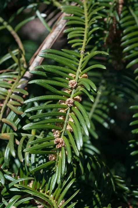 Cephalotaxus harringtonia ‘Prostrata’ (Plum yew)