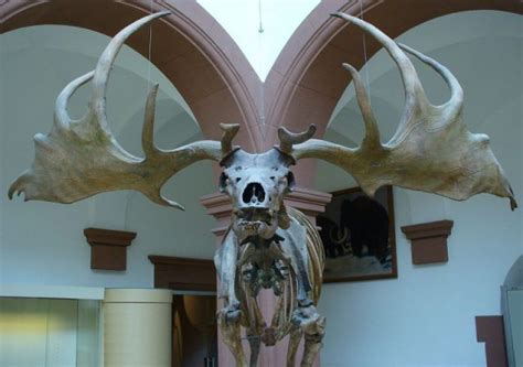 Fishermen net skull and antlers of extinct Irish elk | The Vintage News