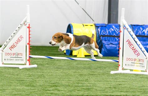 Agility in Lancaster, NY | Premier Dog Sports & Event Center