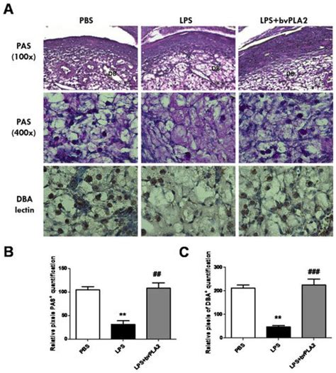 Prophylactic Effects of Bee Venom Phospholipase A2 in ...