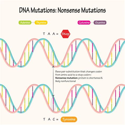Image result for Stop Codons Nonsense Mutations