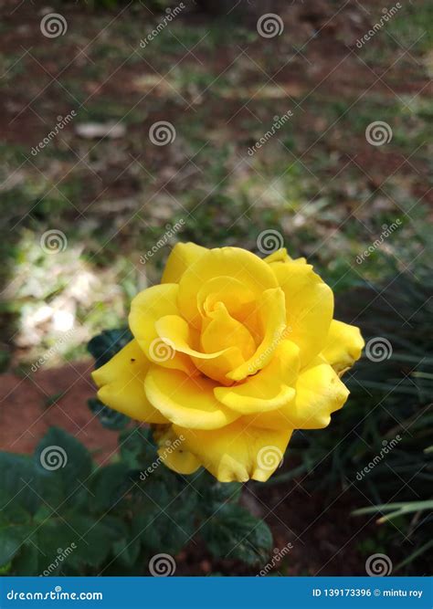 My Grdens Yellow Rose Plant Wow Stock Photo - Image of beautiful, plant ...