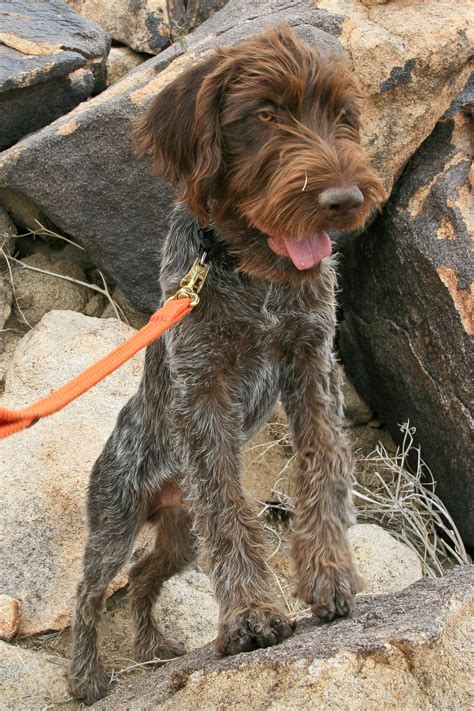 Korthals griffon ..also called Wirehaired Pointing Griffon this is ...
