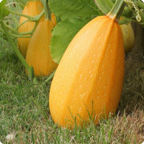 Spaghetti Squash Vine Spaghetti Squash Seeds | Online Canada Circle