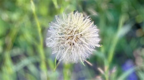 Wallpaper fluff, dandelion, macro, blur, flower hd, picture, image