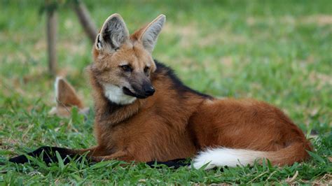 Maned Wolves 的图像结果