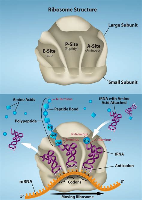 Structure Of Ribosomes