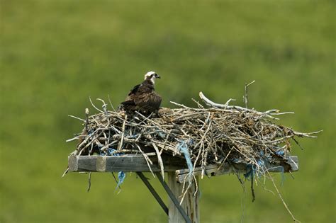 Types of Bird Nests