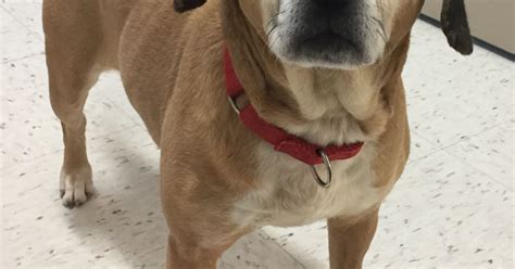 Ask the shelter: How can I make my dog less aggressive toward other dogs?