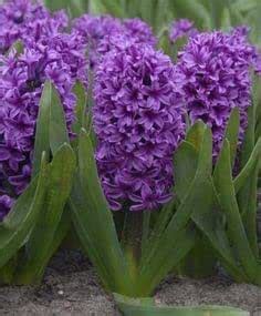 Hyacinth Bulbs Mix Color for Indoor and Outdoor Planting Pack of 4 ...