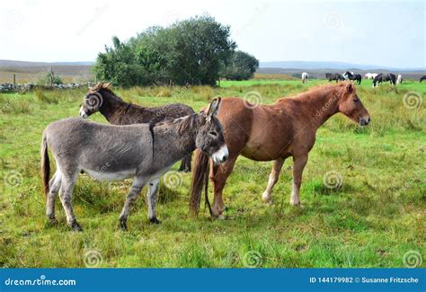 Horses and Donkeys Together on a Meadow in Ireland Stock Photo - Image ...
