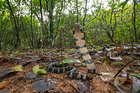 King Cobra Habitat