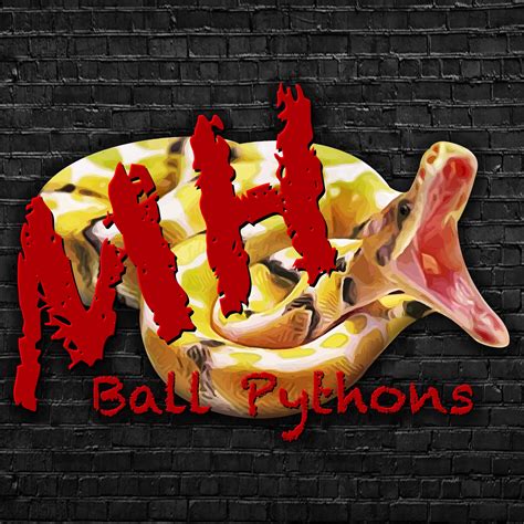 Image result for Ball Python Clutch