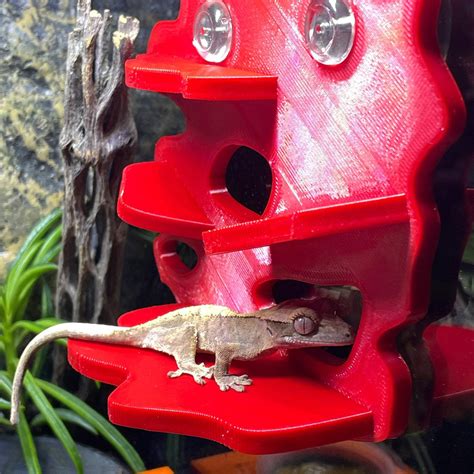Crested Gecko Terrarium