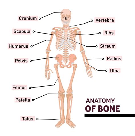 Anatomy of human Bone with name of all parts. Diagram or illustration ...