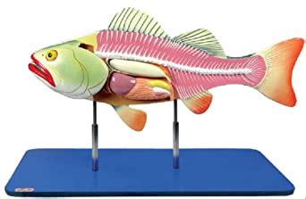 ZX | Bony Fish General Anatomy Model | Fibre Model | Life Size | 42 ...