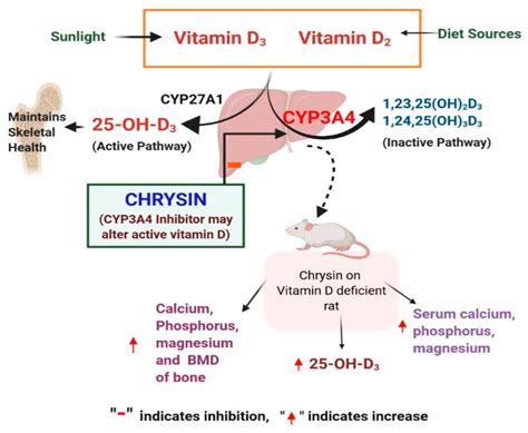 Vitamin D And Bone Health Potential Mechanisms at Joel Kates blog