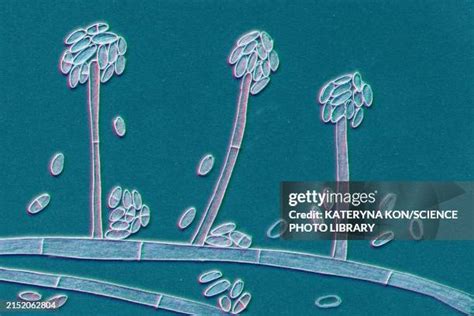 Image result for Fungi Drawing Pathogen